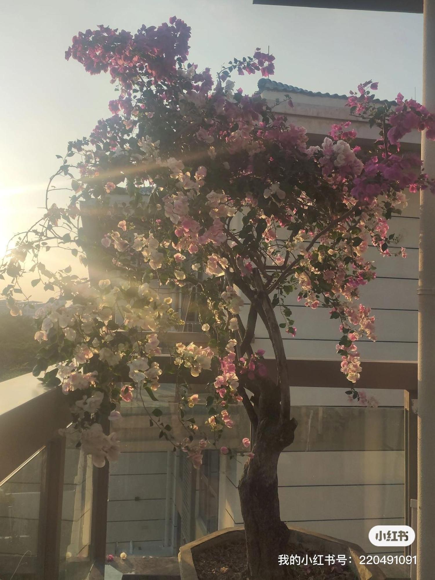 싼야 Shiguanghui 아파트 외부 사진